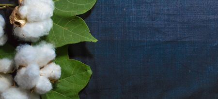 cotton and cotton leaves on text の写真素材