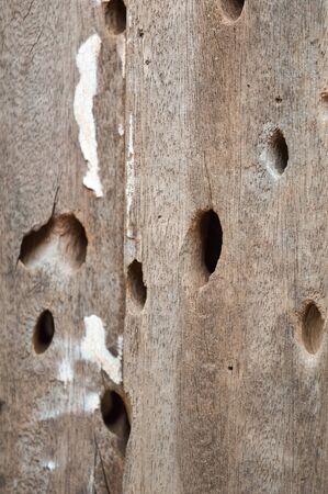 rotten wooden,close up view of rotten wood,old type wood,wood の写真素材