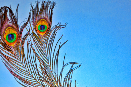 peacock feathers on blue background,copy space peacock feathers,beautiful background peacock tail,sky blue background on birds tail,copy space backgroundの写真素材