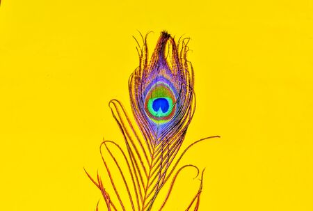 beautiful peacocks tail,feather of peacock,close up view of Bird tail,bird tail on yellow background,text written spaceの写真素材