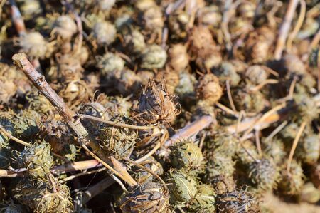 Green castor oil plant,The oil of castor seed is one of raw materials used in the production of biofuel in India,castor bean plants,dry castorの写真素材