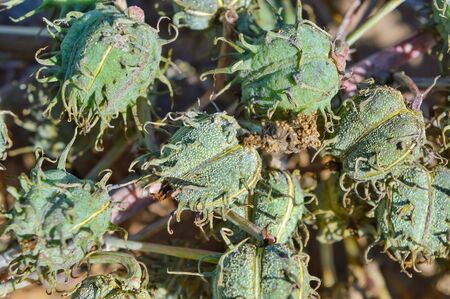close up raw castor,Green castor oil plant,The oil of castor seed is one of raw materials used in the production of biofuel in India,castor bean plantsの写真素材