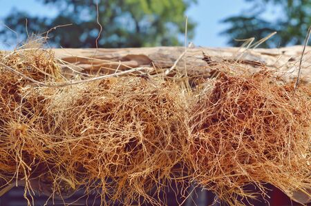 Brown dry roots of grass,dry root,plant root close up view,agriculture root of grass,の写真素材