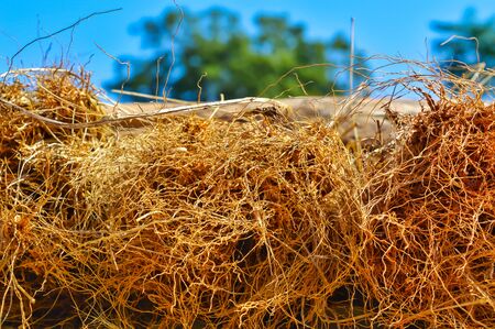 Roots of old tree without ground - organic background,Roots of tree or plantの写真素材