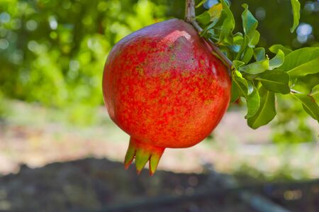 pomegranate fruits close up view, ripe and red pomegranateの写真素材