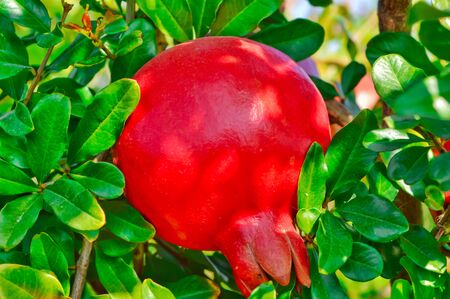 Pomegranate fruits on a branch close up,pomegranate garden red fruitsの写真素材