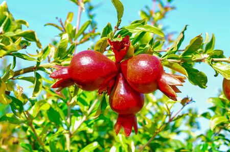 annar fruits close up view,pomegranate fruits close up view,beautiful raw pomegranate small fruits,India pomegranate fruitsの写真素材
