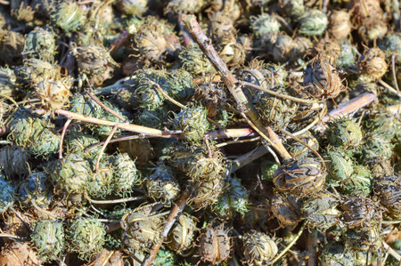 Green castor oil plant,The oil of castor seed is one of raw materials used in the production of biofuel in India,castor bean plantsの写真素材