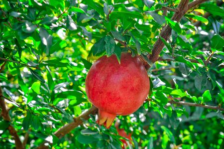 Blooming red pomegranate hanging on a tree, among green leaves, against the blue sky. Juicy Pomegranate on a green tree. Ripe pomegranate grows on a tree.の写真素材