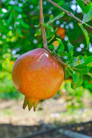 Pomegranateの写真素材