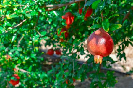 Pomegranate in a seaside town.Ripe pomegranate fruit on tree branch,Ripening pomegranates with pomegranate flowers in garden.の写真素材