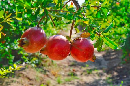 Anar fruits close up view,pomegranate leaves,Ripe pomegranates fruit hanging on a tree branch in the garden,の写真素材