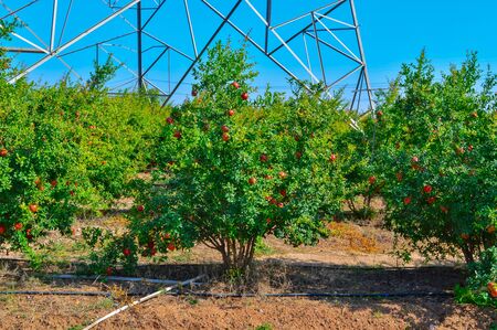 pomegranate trees and fruits view,top view of pomegranate garden,pomegranate fruits beautiful viewの写真素材