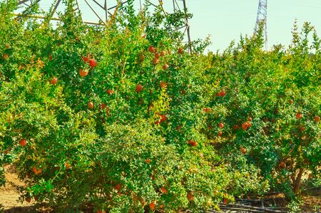 Ripe pomegranate fruits on a tree branch close-up,pomegranate garden viewの写真素材