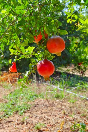 pomegranates growing on a tree in a garden in Greece. organic farm products, healthy food, vegetarian food. Red pomegranate, anar fruits Cultivation in Asiaの写真素材