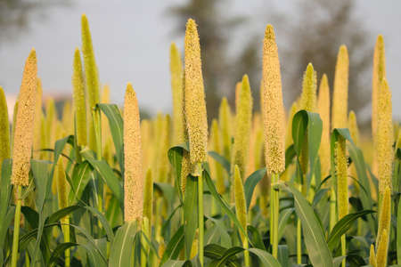 the crop is know as Bajri Agriculture,agriculture concept,fields of pearl millets ( bajra ) in southeast Asiaの写真素材