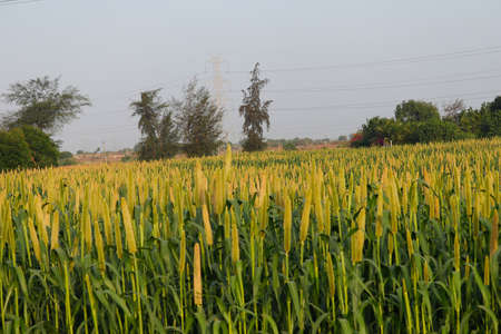 the crop is know as Bajri Agriculture,agriculture concept,fields of pearl millets ( bajra ) in southeast Asiaの写真素材