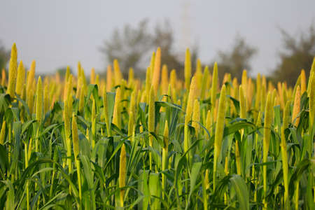 the crop is know as Bajri Agriculture,agriculture concept,fields of pearl millets ( bajra ) in southeast Asiaの写真素材