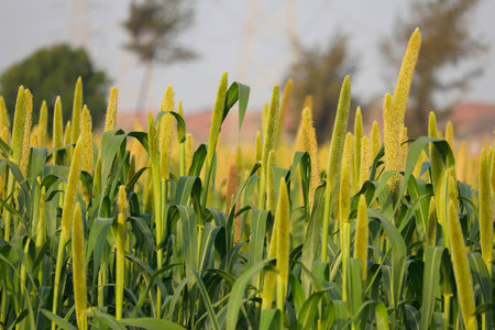 the crop is know as Bajri Agriculture,agriculture concept,fields of pearl millets ( bajra ) in southeast Asiaの写真素材