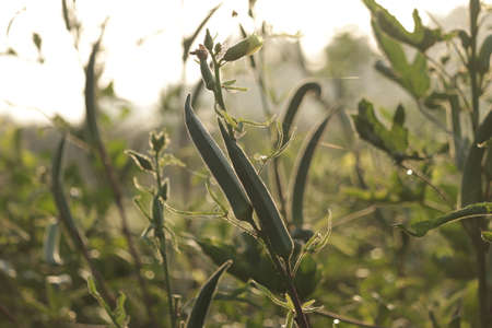 Organic food or herb plant, fresh green okra and flower, natural okra plants and flowers ,Natural okra tree in the garden,vegetables in farmの写真素材