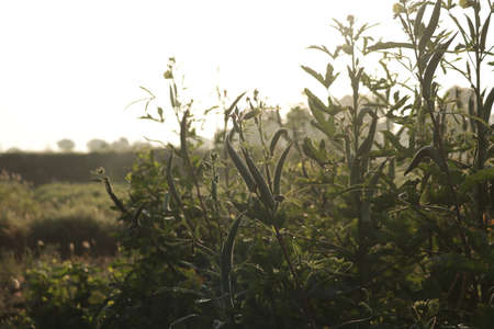 vegetables in farm,Carmine Splendor green okras, green okra flower and vegetable,Okra crop in fruiting stage,plant of Okra,selective focus on subjectの写真素材
