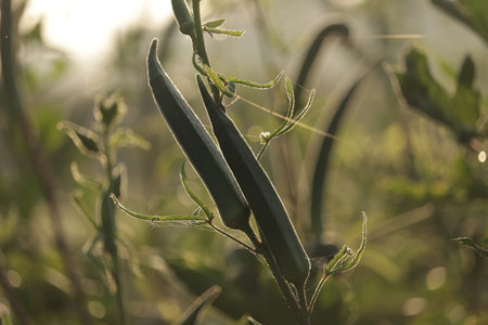 Organic food or herb plant, fresh green okra and flower, natural okra plants and flowers with morning sunlight,bhindi plants,Plant of Okra,selective focus on subject,vegetables in farmの写真素材