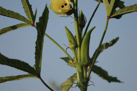 Carmine Splendor green okras with yellow flower,lady finger farming,bhindi plants,Plant of Okra,green okra flower and new born on gardenの写真素材