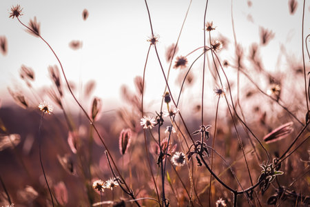 Most popular cumin seeds plant in indian farm or garden,unripped cumin crop dry plants,The most widely used spice is cumin or plant,Carum or Caraway and carviの写真素材