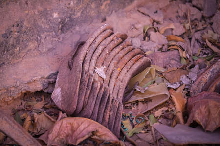 Most popular cumin seeds plant in indian farm or garden,unripped cumin crop dry plants,The most widely used spice is cumin or plant,Carum or Caraway and carviの写真素材