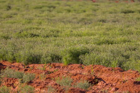 old equipment with farm tools set,Farm tools in front of a Swiss wooden old barn,usty knife, Old rusty chopping knife,の写真素材