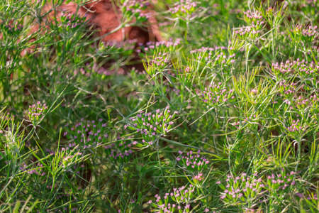 old equipment with farm tools set,Farm tools in front of a Swiss wooden old barn,usty knife, Old rusty chopping knife,の写真素材