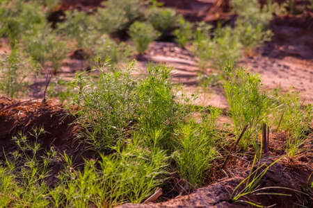 old equipment with farm tools set,Farm tools in front of a Swiss wooden old barn,usty knife, Old rusty chopping knife,の写真素材