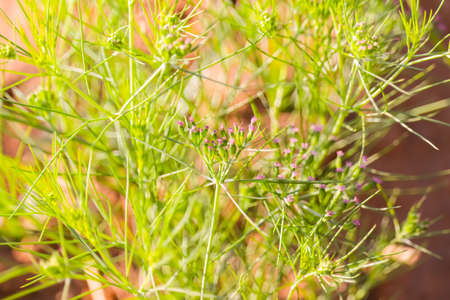 old equipment with farm tools set,Farm tools in front of a Swiss wooden old barn,usty knife, Old rusty chopping knife,の写真素材