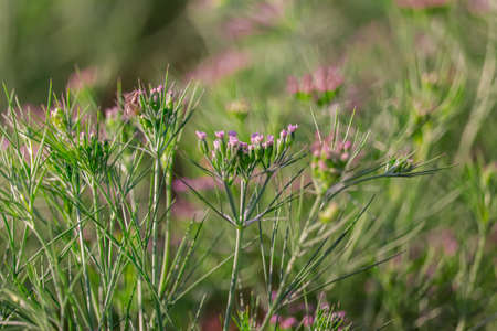 old equipment with farm tools set,Farm tools in front of a Swiss wooden old barn,usty knife, Old rusty chopping knife,の写真素材