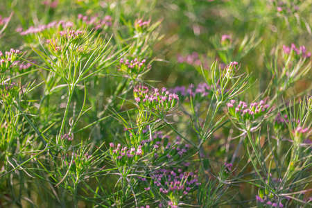 old equipment with farm tools set,Farm tools in front of a Swiss wooden old barn,usty knife, Old rusty chopping knife,の写真素材