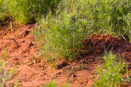 old equipment with farm tools set,Farm tools in front of a Swiss wooden old barn,usty knife, Old rusty chopping knife,の写真素材