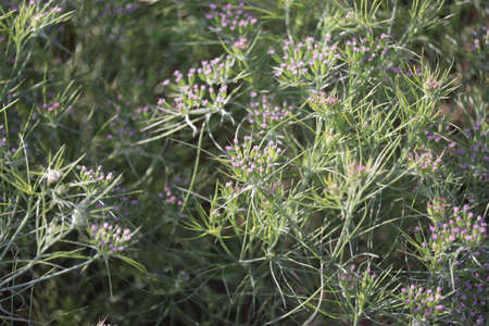 old equipment with farm tools set,Farm tools in front of a Swiss wooden old barn,usty knife, Old rusty chopping knife,の写真素材