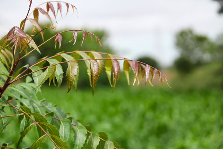 Azadirachta indica seeds hanging on tree,neem tree or Indian lilac,yellow and green fruits on neem tree,herbal treeの写真素材