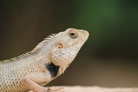 Close up of a lizzard under the sun,Red-headed Lizard,oriental garden lizard, eastern garden lizard, selective focusの写真素材