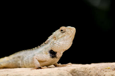 Garden Lizard, Chameleon lying on the sidewalk. chameleon looking into lens with one eye.Changeable Lizard,brown-headed Lizard is a species of Chameleon native of Thailand in Asia, selective focusの写真素材