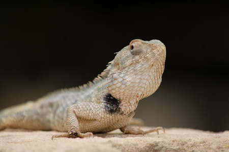 Oriental Garden Lizards are agamid lizard found widely in Asian countries, bloodsucker or changeable lizard, selective focusの写真素材