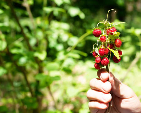 Healthy food - wild strawberries in a child's hand on a green forest backgroundの写真素材