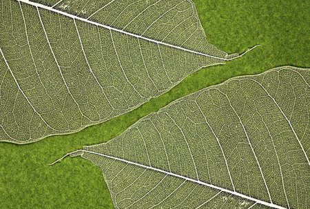 Leaf texture on green background