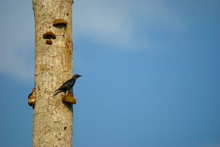 Red eyed crow bird on a dead tree against blue sky の写真素材