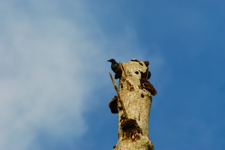 Red eyed crow bird on a dead tree against blue sky backgroundの写真素材