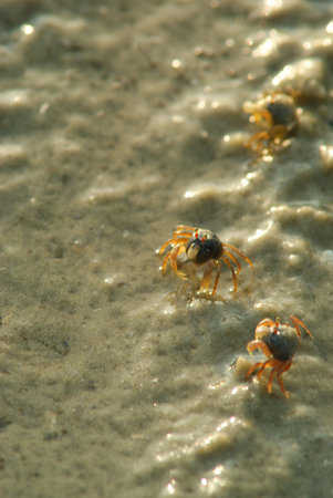 Three little crabs on sandy beachの写真素材
