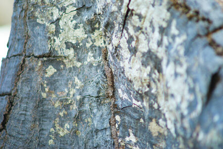 Tree bark texture detailの写真素材