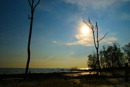 Picturesque seascape with blue sky and tree silhouette at duskの写真素材