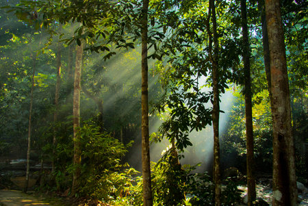 Beautiful scenery with sun rays in forest in the morning