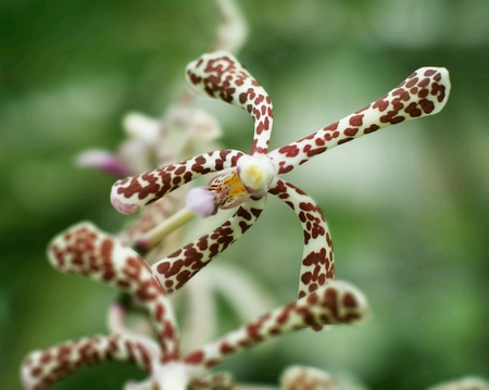 Leopard Aranda Orchid flower close upの素材